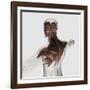 Anatomy of Male Muscles in Upper Body, Posterior View-null-Framed Art Print