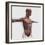 Anatomy of Male Muscles in Upper Body, Side View-null-Framed Art Print