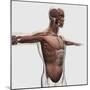 Anatomy of Male Muscles in Upper Body, Side View-null-Mounted Art Print