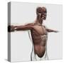 Anatomy of Male Muscles in Upper Body, Side View-null-Stretched Canvas