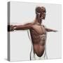 Anatomy of Male Muscles in Upper Body, Side View-null-Stretched Canvas