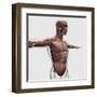 Anatomy of Male Muscles in Upper Body, Side View-null-Framed Art Print