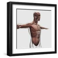 Anatomy of Male Muscles in Upper Body, Side View-null-Framed Art Print