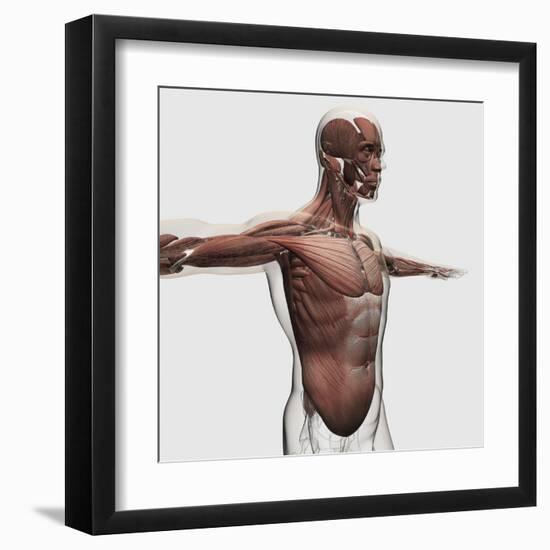 Anatomy of Male Muscles in Upper Body, Side View-null-Framed Art Print