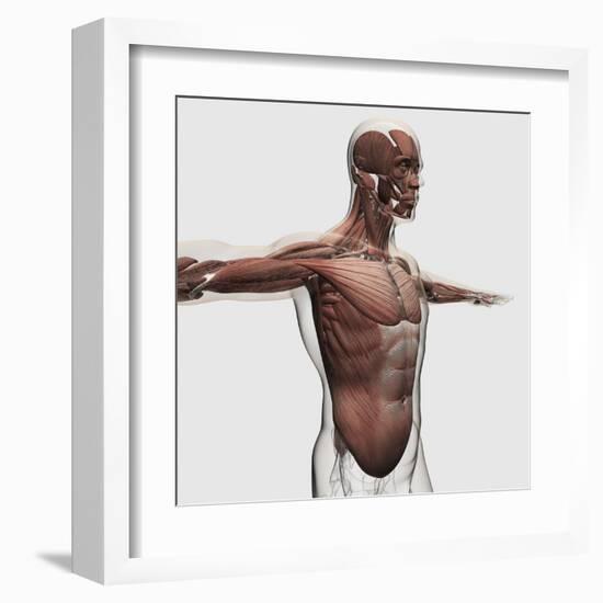 Anatomy of Male Muscles in Upper Body, Side View-null-Framed Art Print