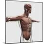 Anatomy of Male Muscles in Upper Body, Side View-null-Mounted Art Print