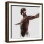 Anatomy of Male Muscles in Upper Body, Side View-null-Framed Art Print