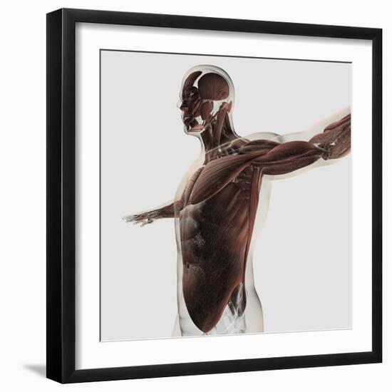 Anatomy of Male Muscles in Upper Body, Side View-null-Framed Art Print