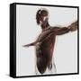 Anatomy of Male Muscles in Upper Body, Side View-null-Framed Stretched Canvas