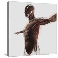 Anatomy of Male Muscles in Upper Body, Side View-null-Stretched Canvas