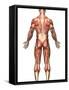 Anatomy of Male Muscular System, Back View-Stocktrek Images-Framed Stretched Canvas