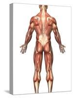 Anatomy of Male Muscular System, Back View-Stocktrek Images-Stretched Canvas