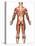 Anatomy of Male Muscular System, Back View-Stocktrek Images-Stretched Canvas