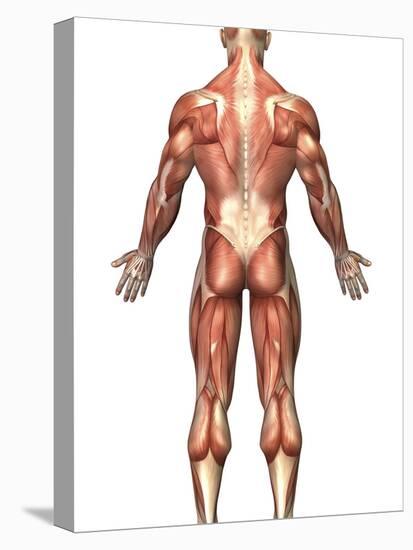 Anatomy of Male Muscular System, Back View-Stocktrek Images-Stretched Canvas