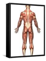 Anatomy of Male Muscular System, Back View-Stocktrek Images-Framed Stretched Canvas