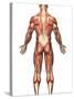 Anatomy of Male Muscular System, Back View-Stocktrek Images-Stretched Canvas