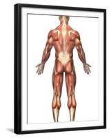 Anatomy of Male Muscular System, Back View-Stocktrek Images-Framed Premium Photographic Print