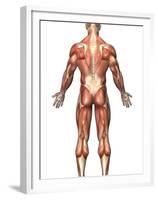 Anatomy of Male Muscular System, Back View-Stocktrek Images-Framed Premium Photographic Print