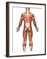 Anatomy of Male Muscular System, Back View-Stocktrek Images-Framed Premium Photographic Print