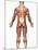 Anatomy of Male Muscular System, Back View-Stocktrek Images-Mounted Premium Photographic Print