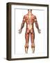 Anatomy of Male Muscular System, Back View-Stocktrek Images-Framed Photographic Print