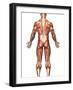 Anatomy of Male Muscular System, Back View-Stocktrek Images-Framed Photographic Print