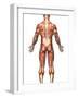 Anatomy of Male Muscular System, Back View-Stocktrek Images-Framed Photographic Print