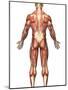 Anatomy of Male Muscular System, Back View-Stocktrek Images-Mounted Photographic Print