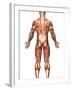 Anatomy of Male Muscular System, Back View-Stocktrek Images-Framed Photographic Print