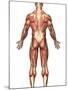 Anatomy of Male Muscular System, Back View-Stocktrek Images-Mounted Photographic Print