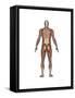 Anatomy of Male Muscular System, Back View-null-Framed Stretched Canvas