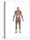 Anatomy of Male Muscular System, Back View-null-Stretched Canvas