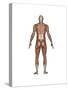 Anatomy of Male Muscular System, Back View-null-Stretched Canvas