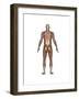 Anatomy of Male Muscular System, Back View-null-Framed Art Print