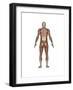 Anatomy of Male Muscular System, Back View-null-Framed Art Print