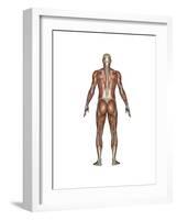 Anatomy of Male Muscular System, Back View-null-Framed Art Print