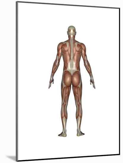 Anatomy of Male Muscular System, Back View-null-Mounted Art Print