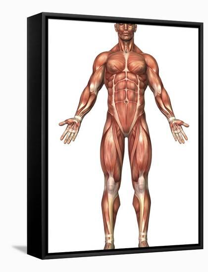 Anatomy of Male Muscular System, Front View-Stocktrek Images-Framed Stretched Canvas