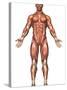 Anatomy of Male Muscular System, Front View-Stocktrek Images-Stretched Canvas