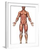 Anatomy of Male Muscular System, Front View-Stocktrek Images-Framed Premium Photographic Print