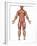 Anatomy of Male Muscular System, Front View-Stocktrek Images-Framed Premium Photographic Print