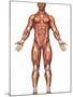 Anatomy of Male Muscular System, Front View-Stocktrek Images-Mounted Premium Photographic Print
