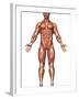 Anatomy of Male Muscular System, Front View-Stocktrek Images-Framed Photographic Print