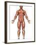 Anatomy of Male Muscular System, Front View-Stocktrek Images-Framed Photographic Print