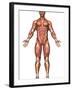 Anatomy of Male Muscular System, Front View-Stocktrek Images-Framed Photographic Print
