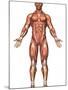 Anatomy of Male Muscular System, Front View-Stocktrek Images-Mounted Photographic Print