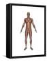 Anatomy of Male Muscular System, Front View-null-Framed Stretched Canvas