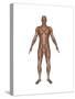Anatomy of Male Muscular System, Front View-null-Stretched Canvas