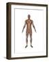 Anatomy of Male Muscular System, Front View-null-Framed Art Print