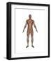 Anatomy of Male Muscular System, Front View-null-Framed Art Print